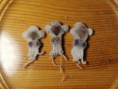 Lusepiola birostrata