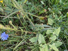 Crepis setosa