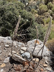 Drimia numidica