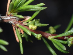 Eriophyes adenostomae