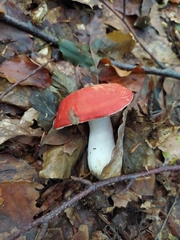Russula persanguinea
