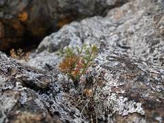 Lepidium virginicum menziesii