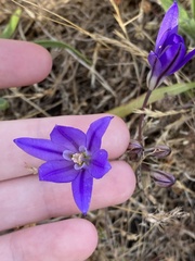 Brodiaea coronaria