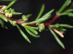 Eriophyes adenostomae