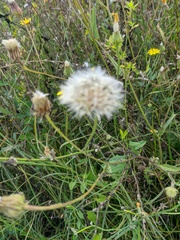 Crepis setosa