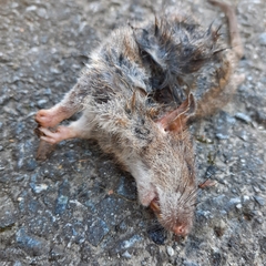 Rattus norvegicus