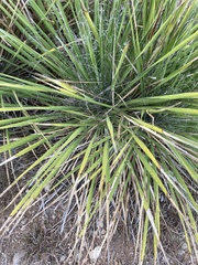 Yucca constricta