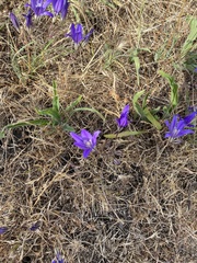 Brodiaea coronaria