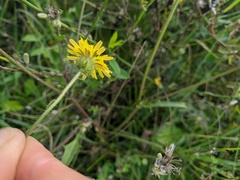 Crepis setosa