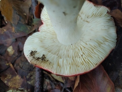 Russula persanguinea