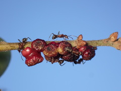 Disholcaspis prehensa