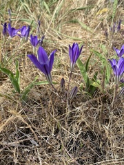 Brodiaea coronaria