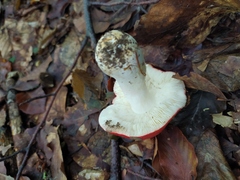 Russula persanguinea