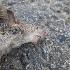 Rattus norvegicus
