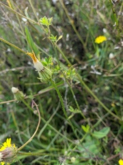 Crepis setosa