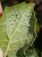 Tetraleurodes perileuca