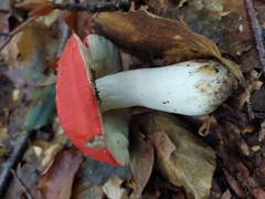 Russula persanguinea