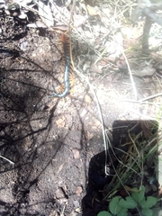 Scolopendra heros
