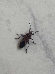 Spilostethus furcula