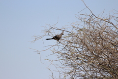 Corythaixoides concolor bechuanae