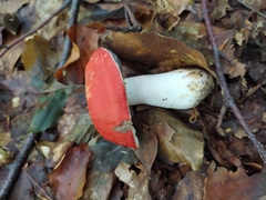 Russula persanguinea