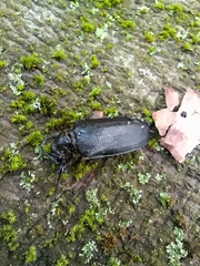Prionus coriarius