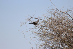 Corythaixoides concolor bechuanae