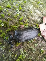 Prionus coriarius