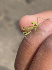 Mantodea