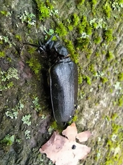 Prionus coriarius