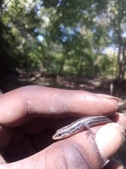 Plestiodon fasciatus