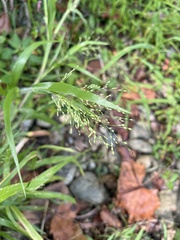 Panicum dichotomiflorum