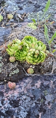 Sempervivum globiferum