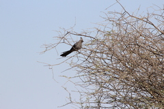 Corythaixoides concolor bechuanae