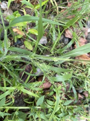Panicum dichotomiflorum