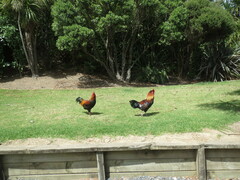 Gallus gallus domesticus