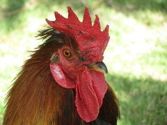 Gallus gallus domesticus