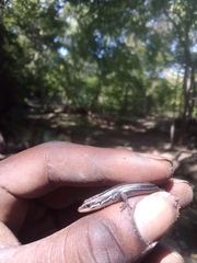 Plestiodon fasciatus