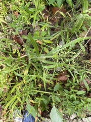 Panicum dichotomiflorum