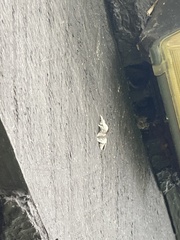 Tolype velleda