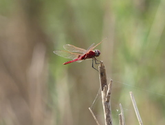 Urothemis assignata