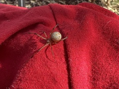 Latrodectus geometricus