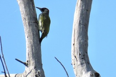 Picus viridis