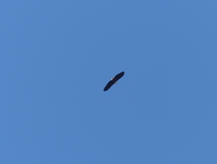 Haliaeetus vocifer