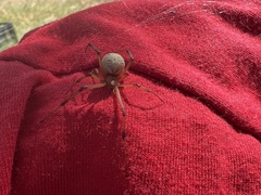 Latrodectus geometricus