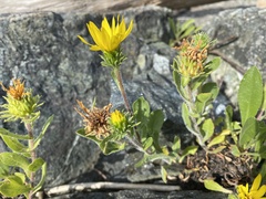 Grindelia