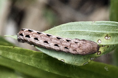 Spodoptera dolichos