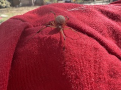 Latrodectus geometricus