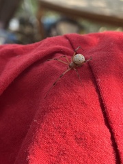 Latrodectus geometricus