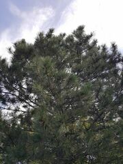 Pinus